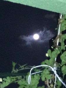 写真 1 (7)